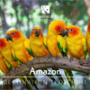 Brazil Destination Spotlight - Amazon Brazil Destination Spotlight - Amazon