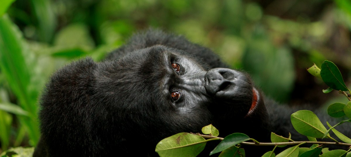 Uganda