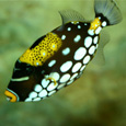 Kelly Tarlton's - Enticing lovers of the under-water world Kelly Tarlton's - Enticing lovers of the under-water world
