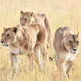 Kenya Travel Dreams – volume 3 Kenya Travel Dreams – volume 3