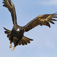 Tour Raptor Refuge Tour Raptor Refuge