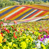 Hokkaido in Summer: Fields of Flowers in Furano and Biei Hokkaido in Summer: Fields of Flowers in Furano and Biei