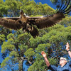 Australasia newsletter: August 2020 - Tour Tasmania's Inspirational Raptor Refuge Australasia newsletter: August 2020 - Tour Tasmania's Inspirational Raptor Refuge