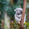 Australasia newsletter: June 2020 - The return of travel in the lands down under Australasia newsletter: June 2020 - The return of travel in the lands down under