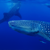 Next Stop … Cebu and Bohol – Chocolate Hills, Canyoneering and Swimming with Whale Sharks Next Stop … Cebu and Bohol – Chocolate Hills, Canyoneering and Swimming with Whale Sharks