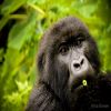 Rwanda Gorilla Extension - 2023 Rwanda Gorilla Extension - 2023