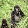 Incredible Rwanda and Tanzania - 2024 Incredible Rwanda and Tanzania - 2024