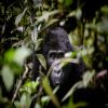 A Superb Safari: Uganda & Kenya - 2023 A Superb Safari: Uganda & Kenya - 2023