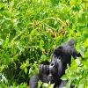 Uganda Gorilla Extension - 2024 Uganda Gorilla Extension - 2024