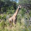 A&K East and Southern Africa Safari Inspirations - 2023 A&K East and Southern Africa Safari Inspirations - 2023