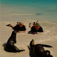 Christmas 2022 in the Galapagos Christmas 2022 in the Galapagos