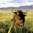 Safari Secret: Kidepo National Park Safari Secret: Kidepo National Park