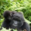 Incredible Rwanda and Kenya - 2024 Incredible Rwanda and Kenya - 2024