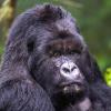 Rwanda Gorilla Extension - 2024 Rwanda Gorilla Extension - 2024