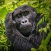 Gorilla Tracking: Uganda or Rwanda Gorilla Tracking: Uganda or Rwanda