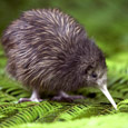 Visiting Tauranga on a Shore-Excursion? Visiting Tauranga on a Shore-Excursion?