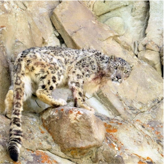 Snow Leopards in Ulley, Ladakh Snow Leopards in Ulley, Ladakh