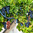 Celebrate the Oldest Vine in the World! Celebrate the Oldest Vine in the World!