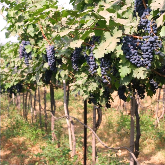 Wine tasting in western India Wine tasting in western India