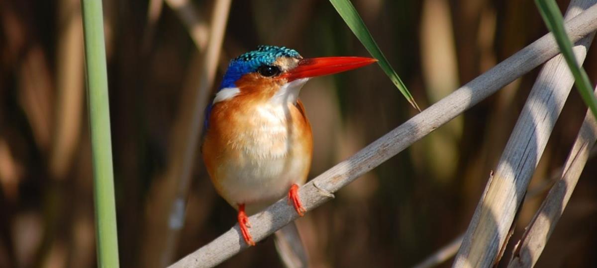 Botswana